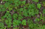 Creeping buttercup